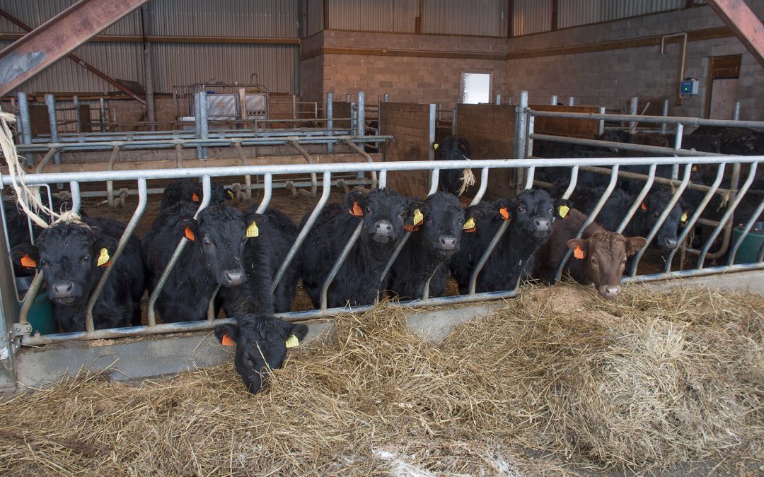 Store planar for liten rase