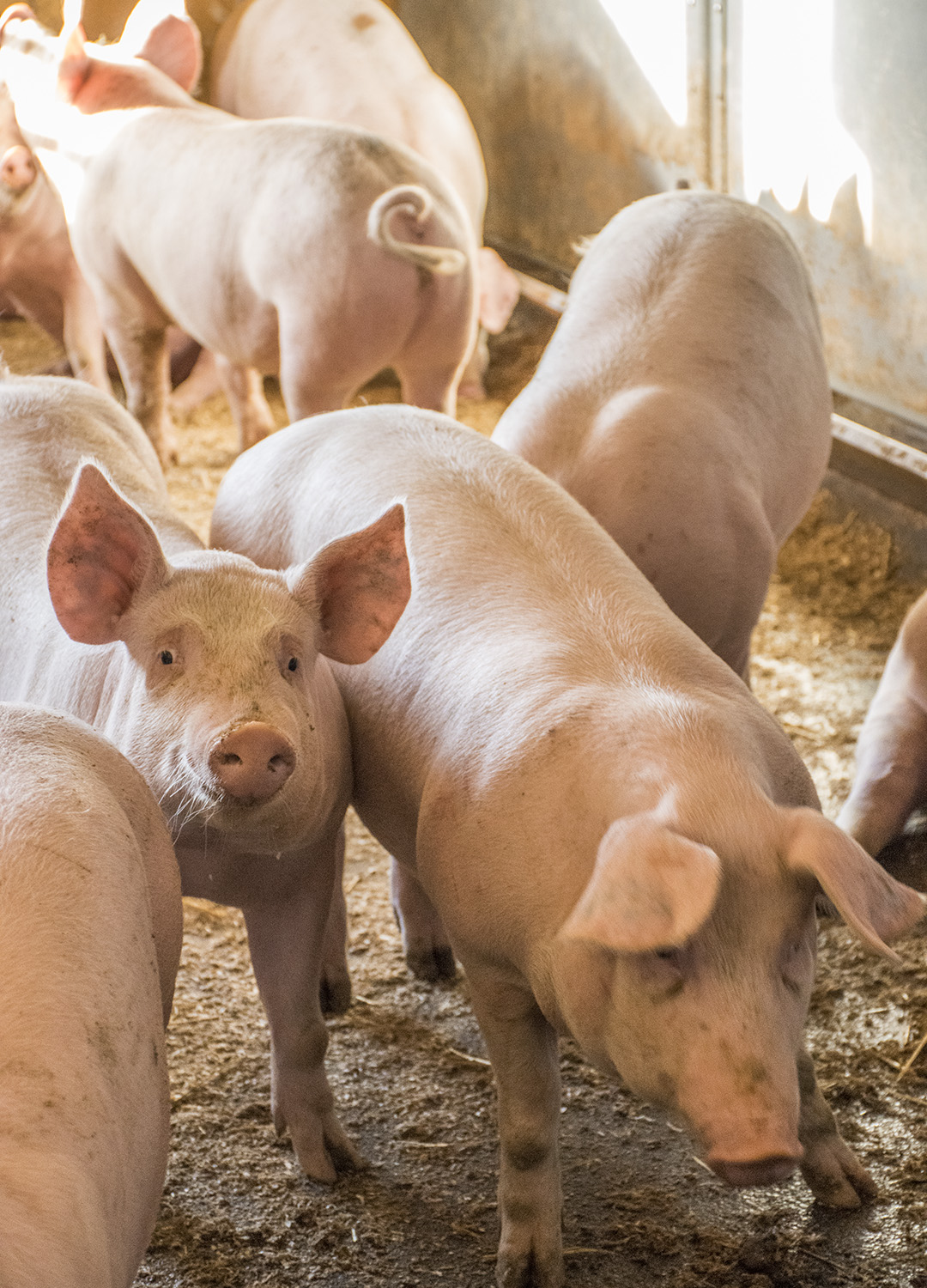 Flere purker med grisunger er satt i samme binge.