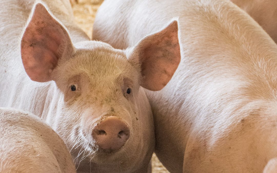 Litt stramare økonomi i 2018