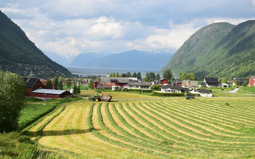 Ta ut inntektspotensialet i grasdyrkinga