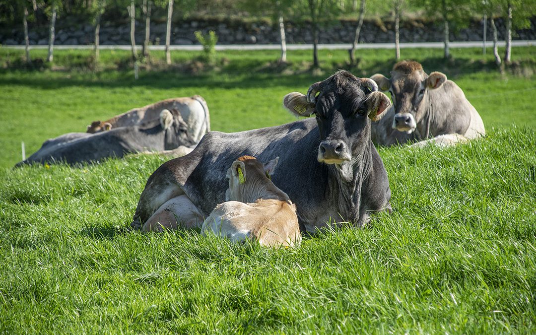 Gamle genar i moderne marknadskanalar