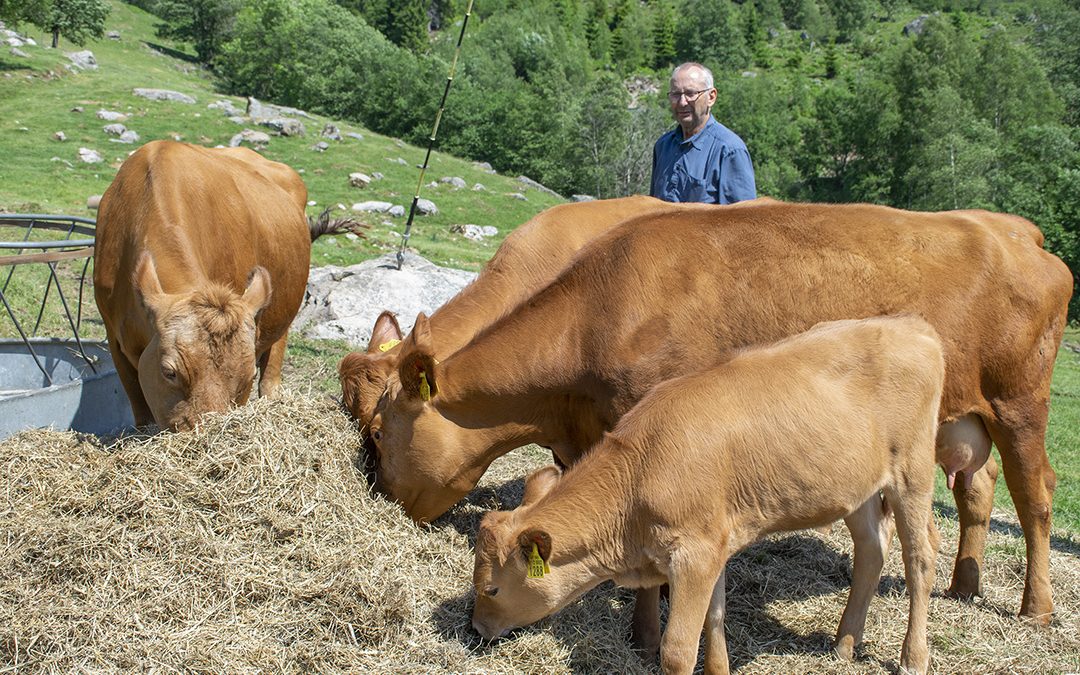 Må auke talet på mordyr