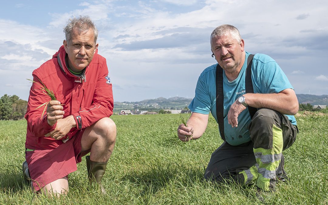 Avlinga skrumpar under sola