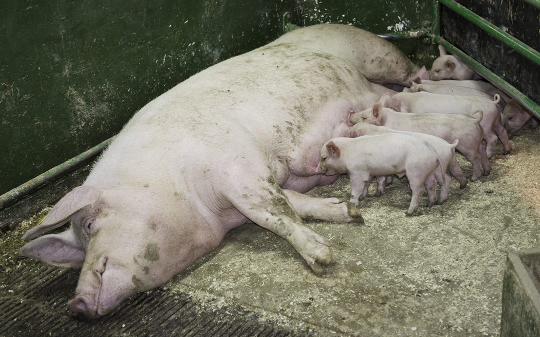 Talet på mordyr må ned