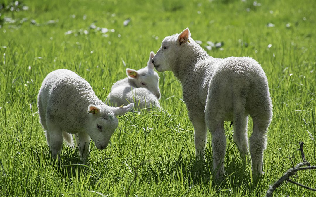 Vil ha færre saueslakt