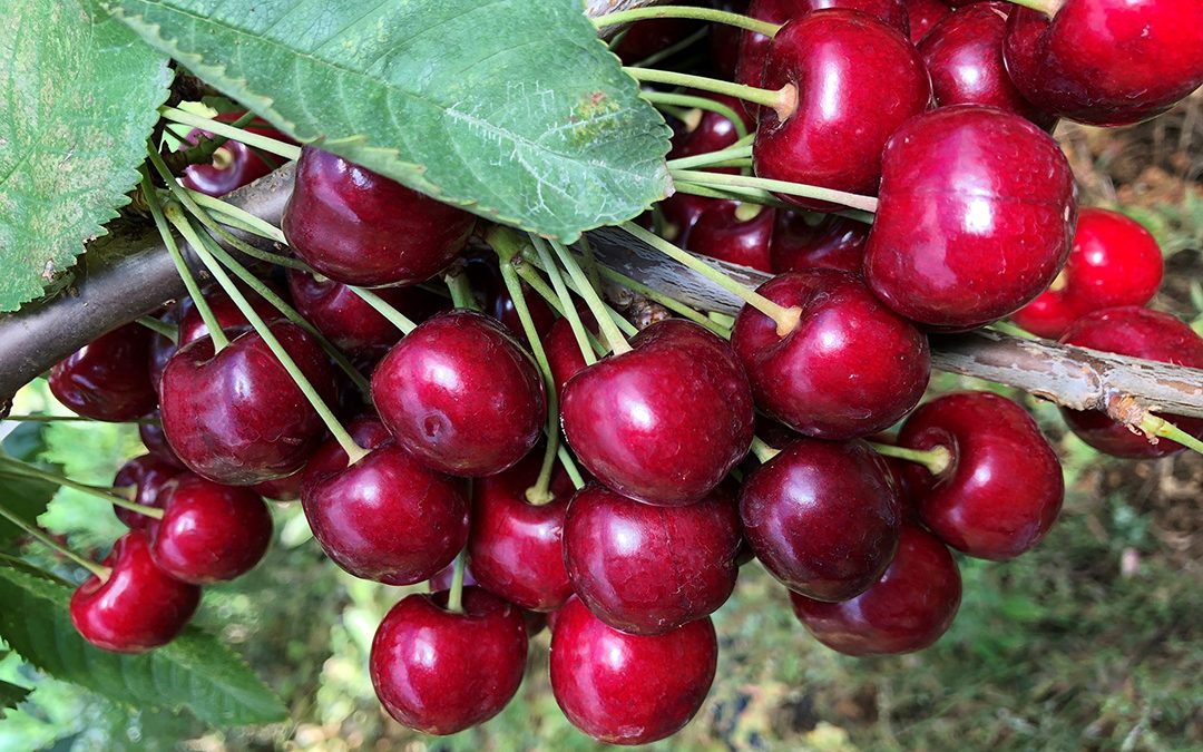 Hardanger bognar av frukt