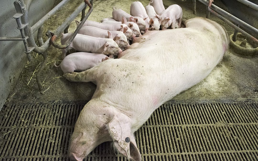 Fem av hundre grisingar må vekk