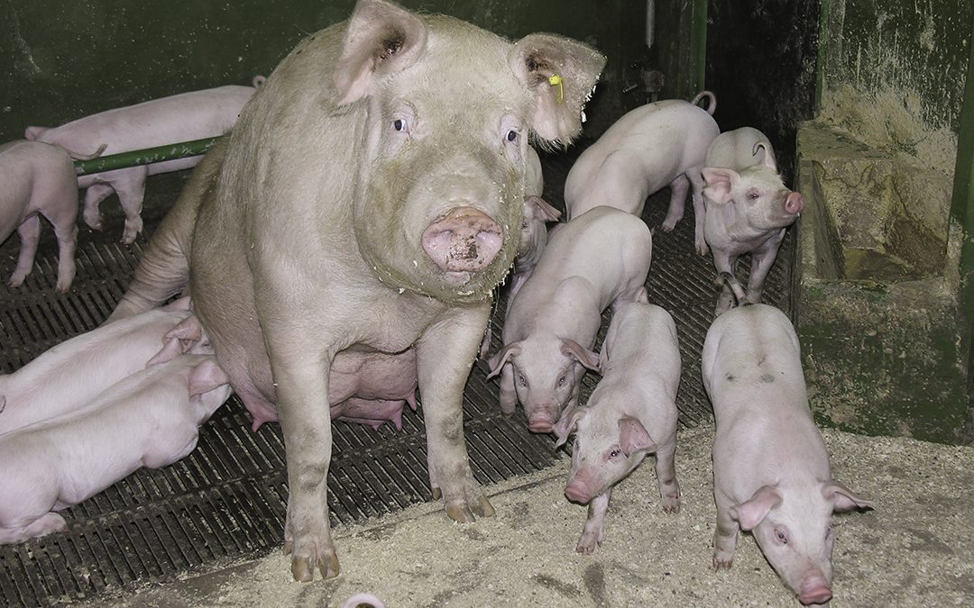 Luftvegsvirus spreier seg