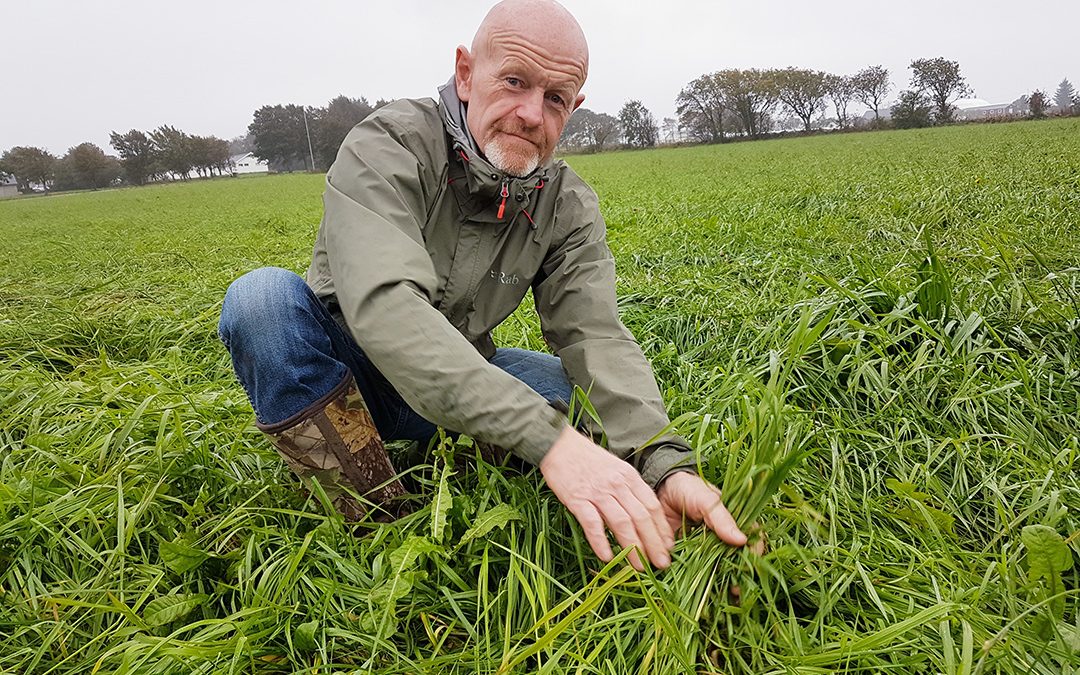 Dyrkar gras utan glyfosat