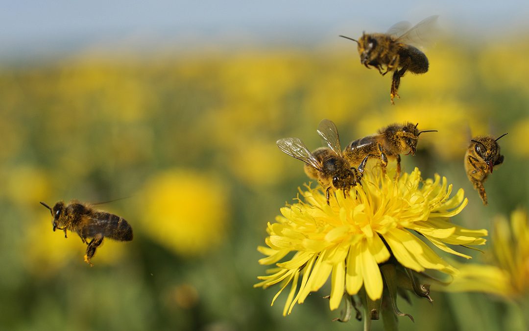Brunbia vinn beiteretten på Jæren