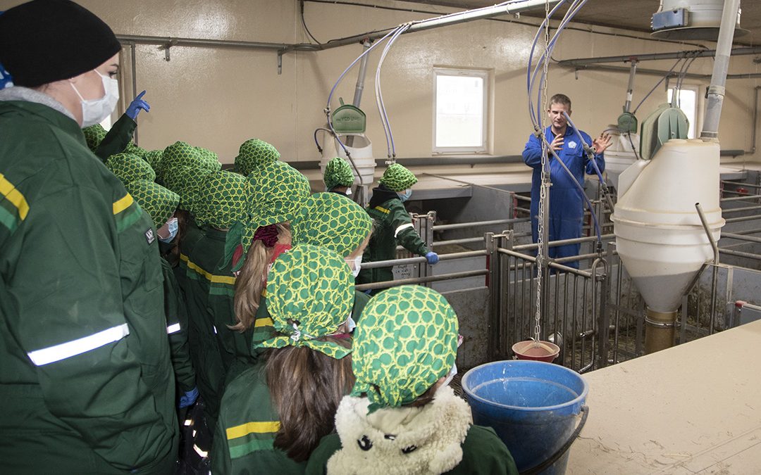 Opnar grisehuset for skulebarn