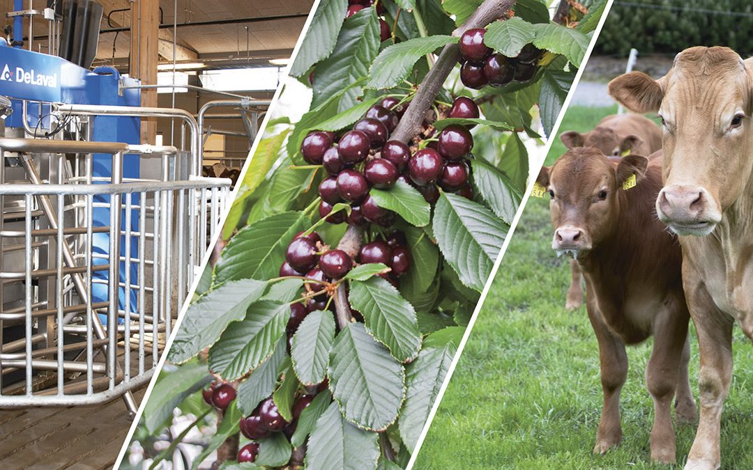 Slik prioriterer Innovasjon Norge i 2019