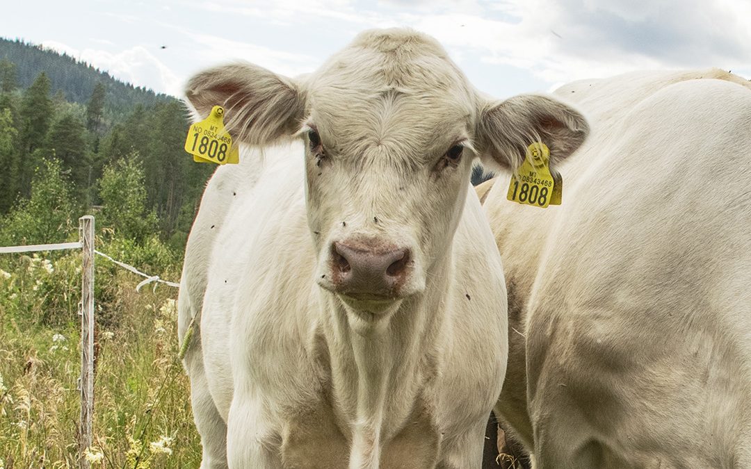 – Politikerne må se helheten