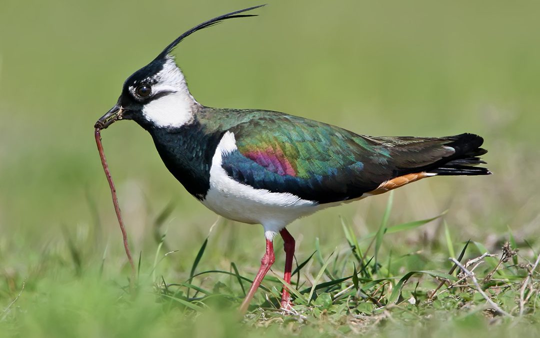 Lanserer tilskot for humlesurr og vipesong