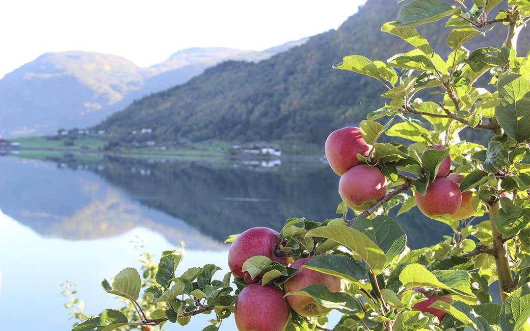 Også frukt og bær på kornjord