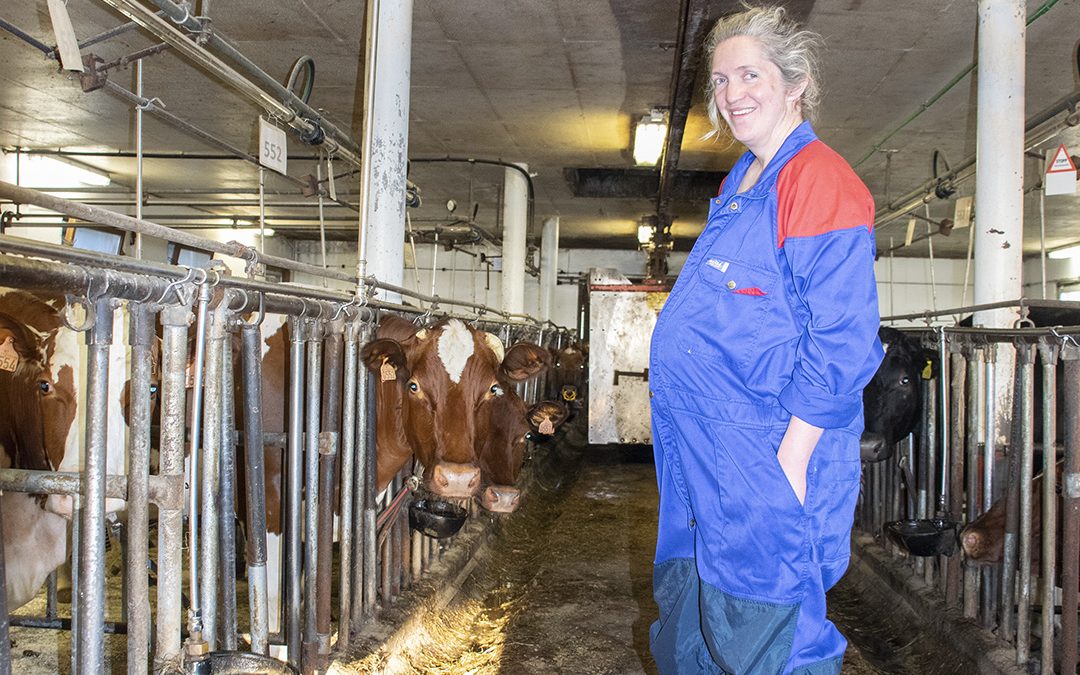 Når bonden er gravid