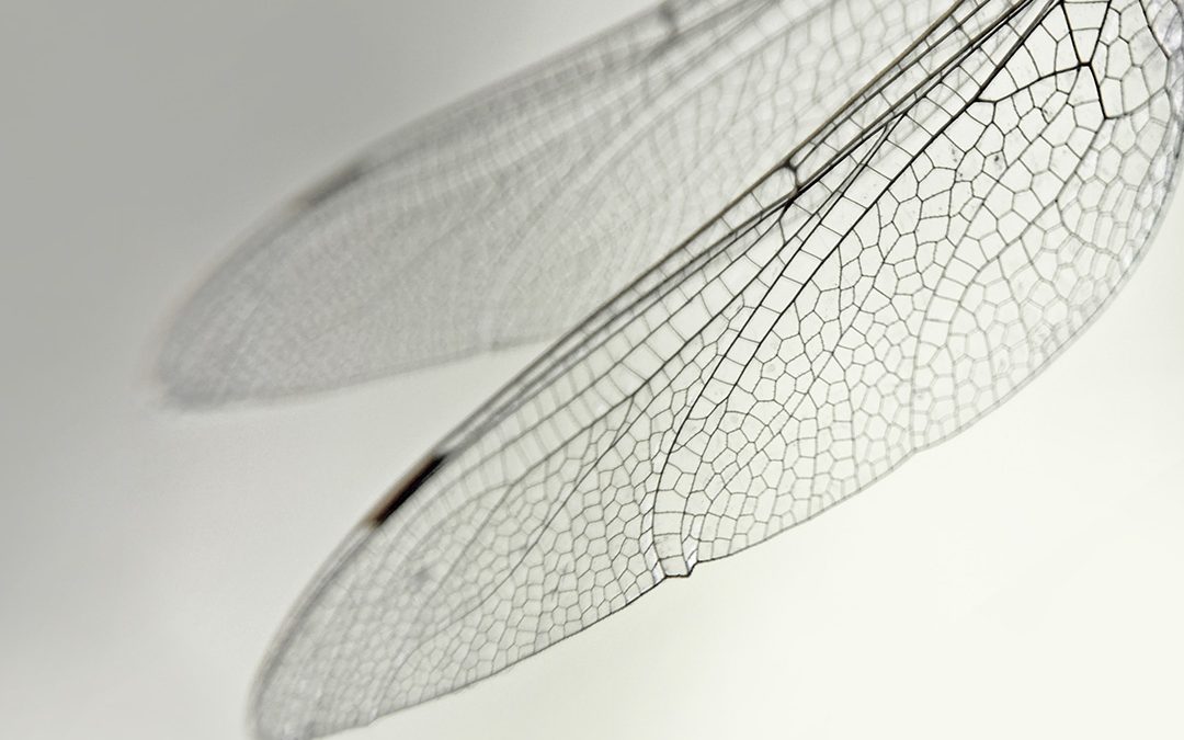 Insekta forsvinn: Bli med og skru opp summetonen!