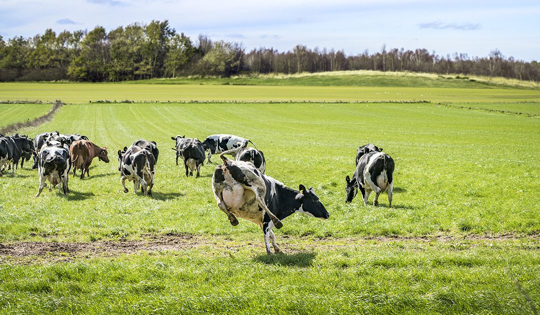 Beitedyr på avveie – økonomisk ansvar?