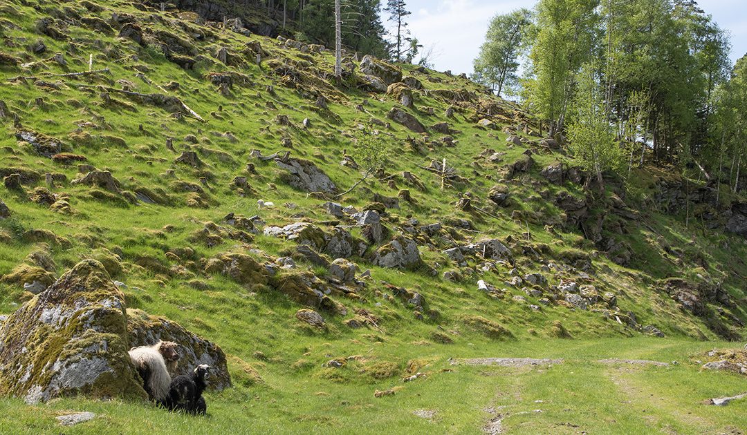 Føreslår auke i sjølvforsyningsgraden