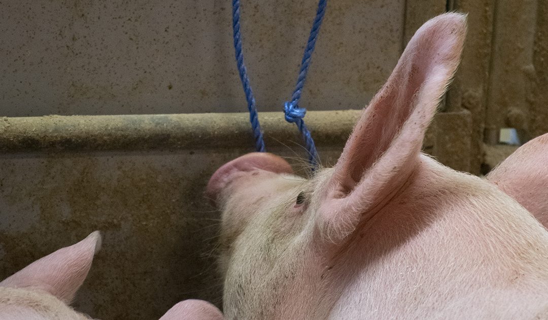 Vekkande svinedokumentar