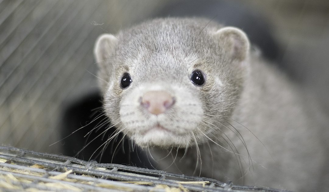 Politikarane legg ned pelsdyrnæringa