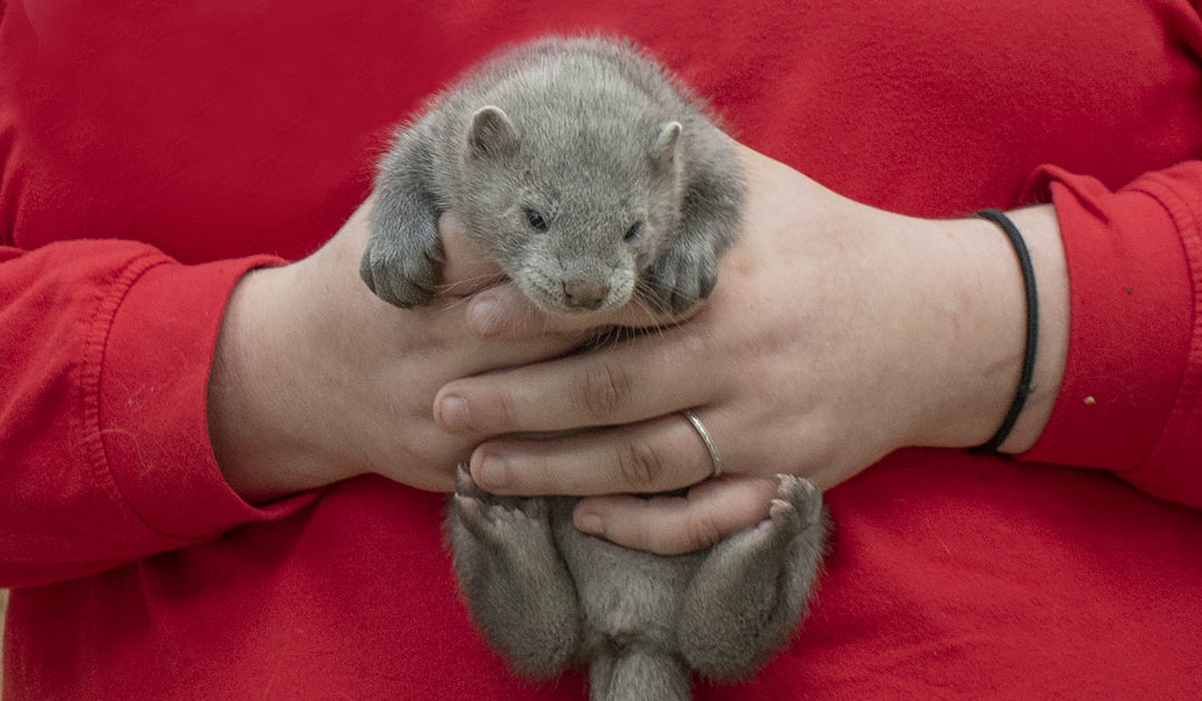Om pelsdyr, politikarar og det store sviket