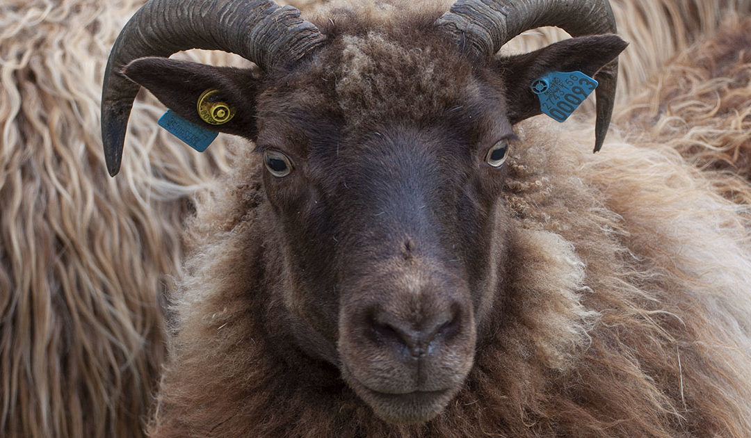 Internasjonal sauekonferanse til Setesdal!