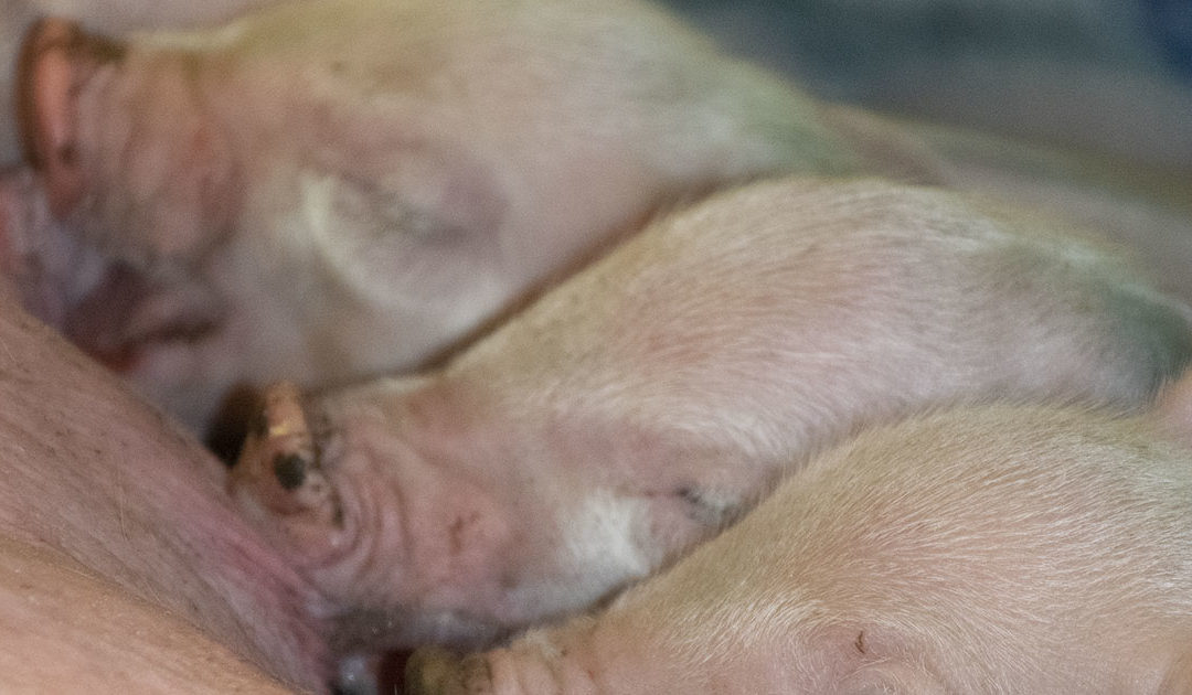 Ny regulering av griseproduksjonen