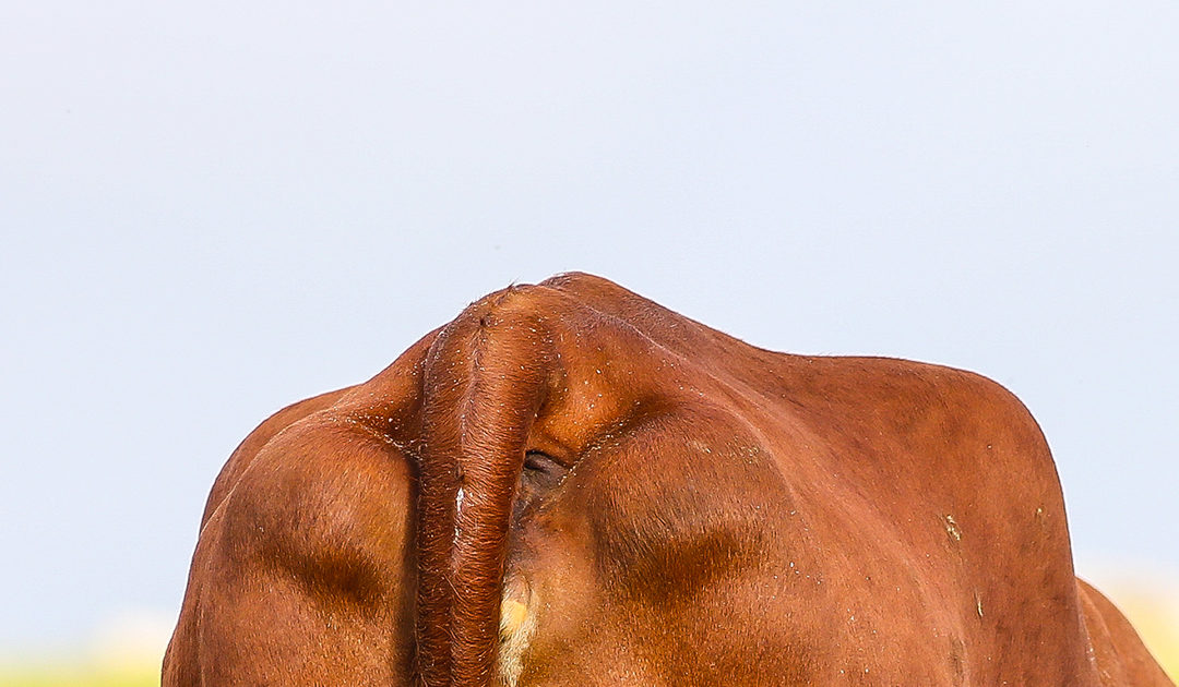 Klar, ferdig, biogass