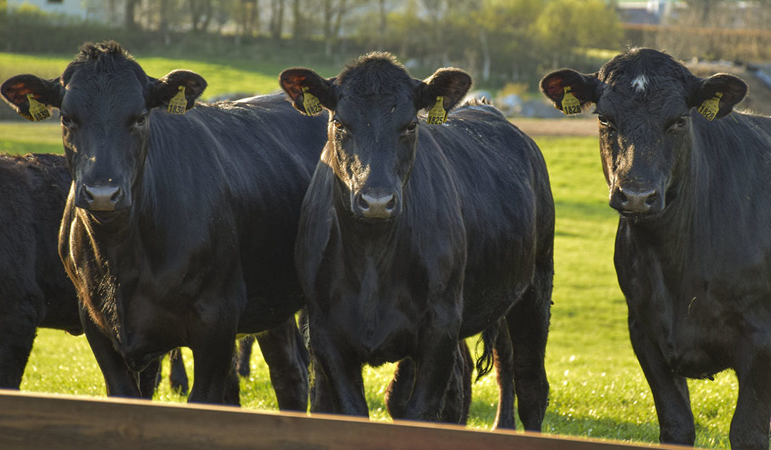 Det er sug etter Angus