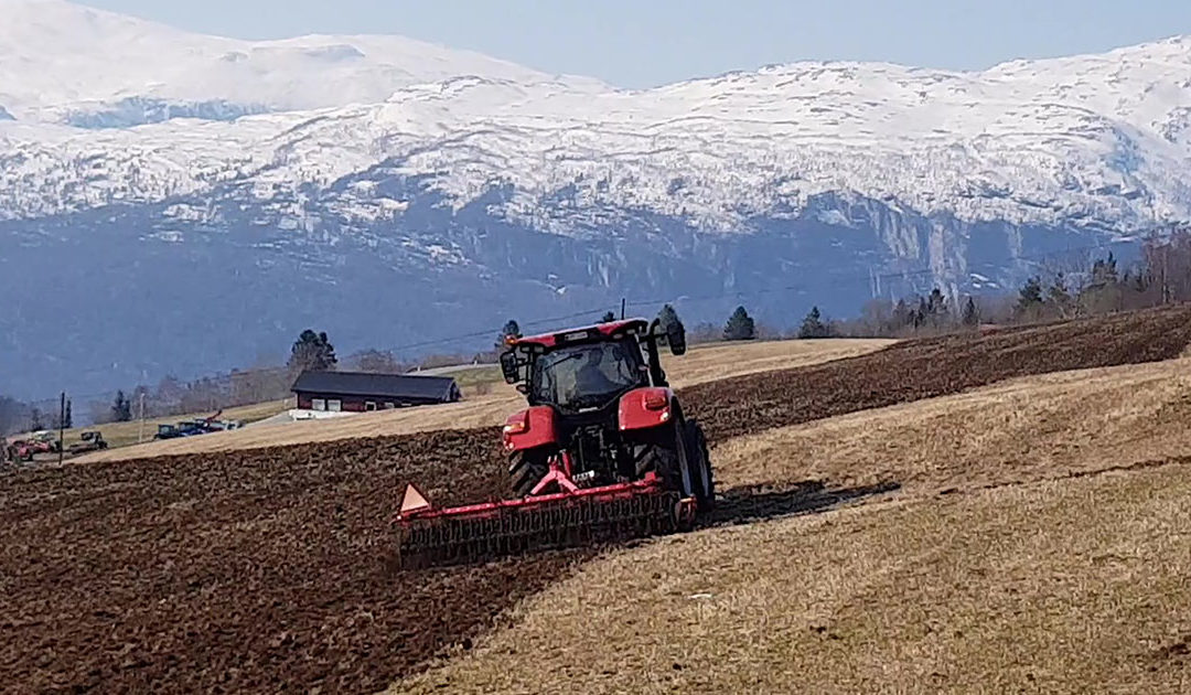 Dyrking av eittårig raigras