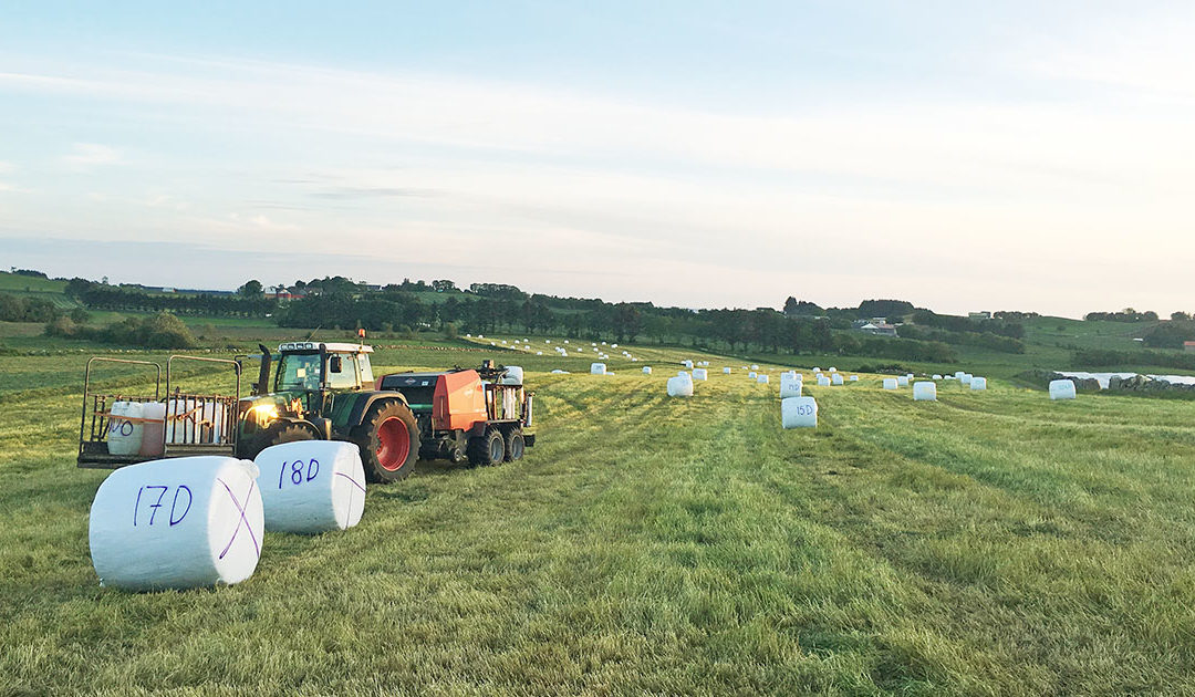 Hvilket ensileringsmiddel skal jeg velge?