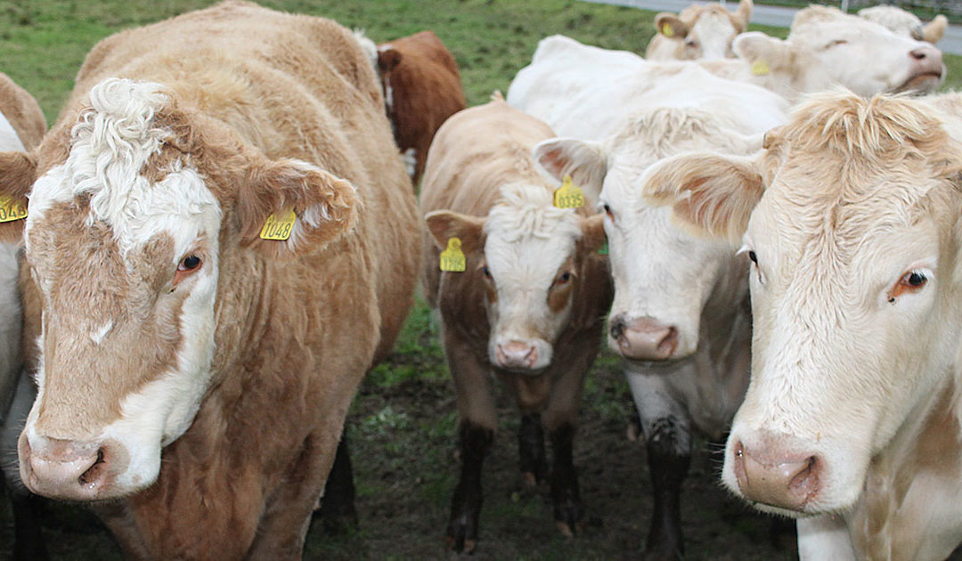 Fleire ammekyr på Agder!