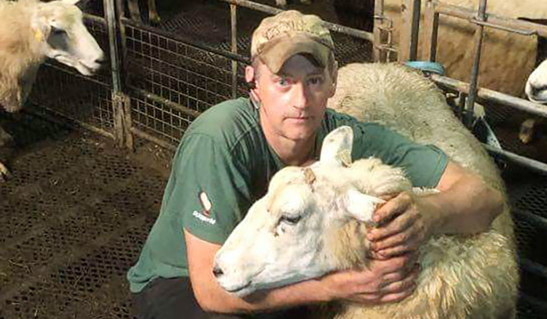 – Noteringsprisen på sau må opp