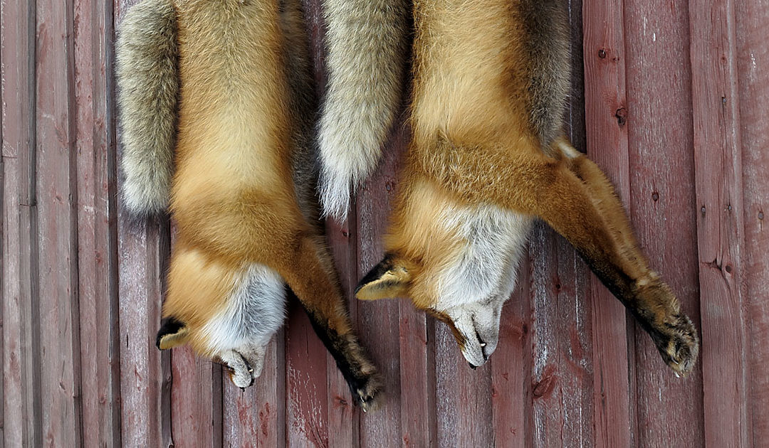 Bøndene får felle rev