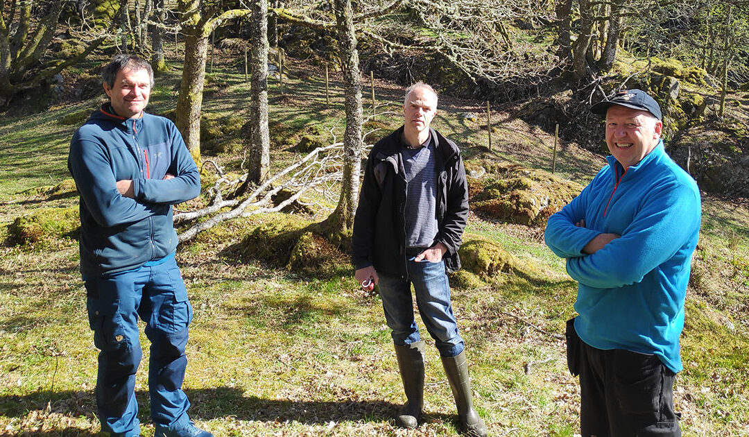 På leit etter gode lauvtre