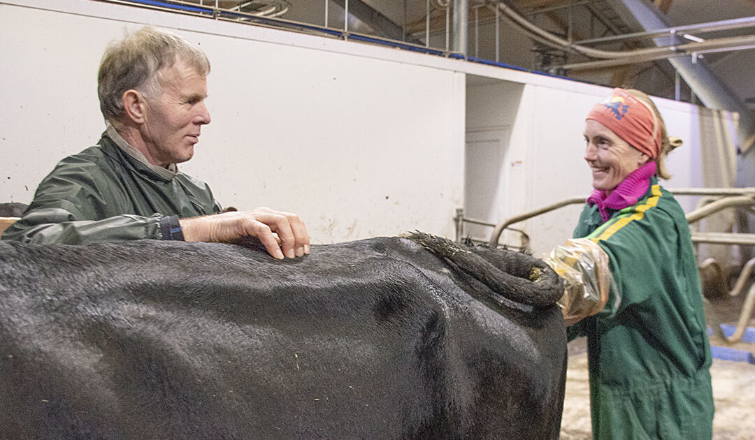 Spissar inseminørkompetansen på Jæren
