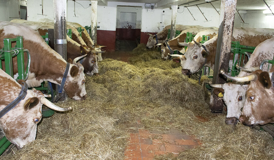 Historisk kartlegging av gamle storferasar