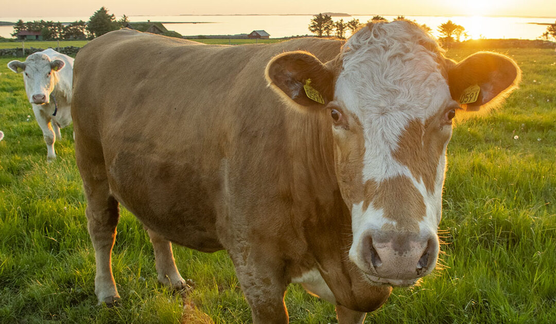 Testar digitalisering av livdyrformidling