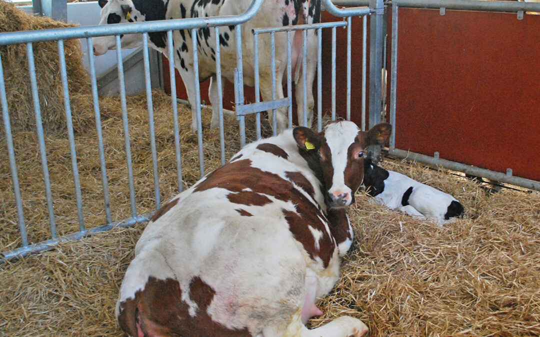 Bedre lønnsomhet med lengre laktasjon?