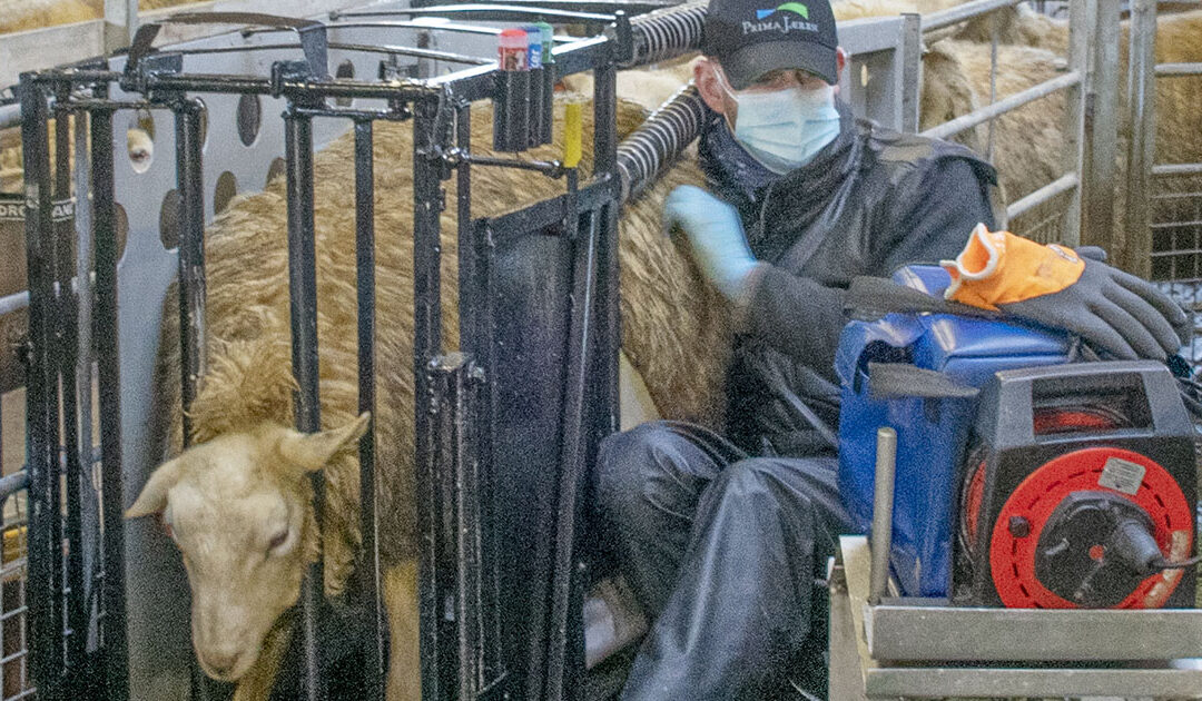 Litt mange tomme og litt få lam