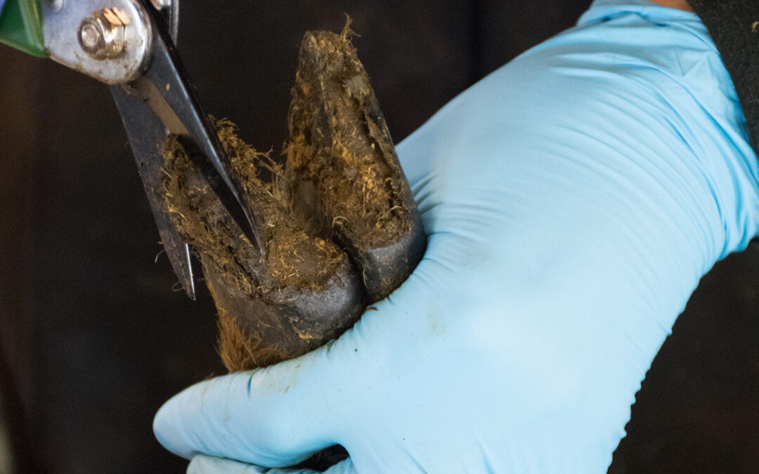 Ei veke med klauvklipping