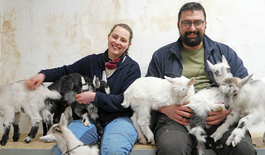 Tradisjon og fornying i geitefjøset