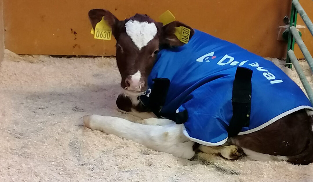 God kalveoppstalling