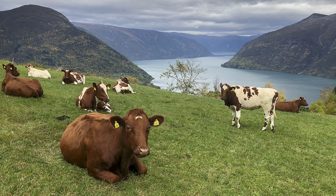 Nye moglegheiter med REDX