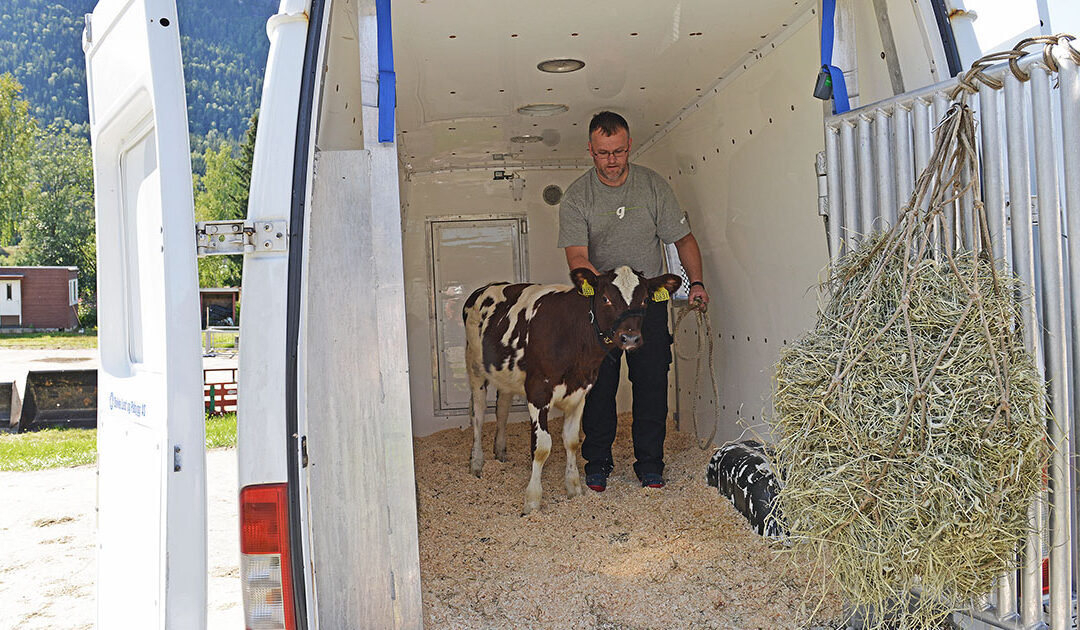 Geno opnar for kjøp av kalv frå Rogaland