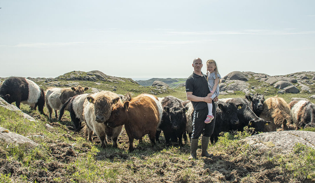 Skotske kyr i jærsk høgland