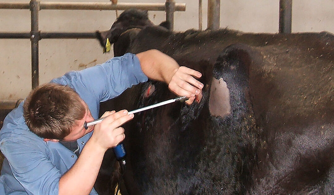 Løpedreining hos storfe