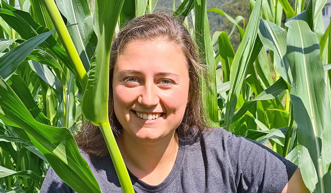 Utprøving av fôrmais i Rogaland