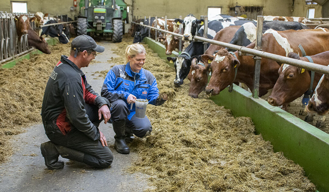 Høgt grovfôrinntak avgjerande for høg feittprosent